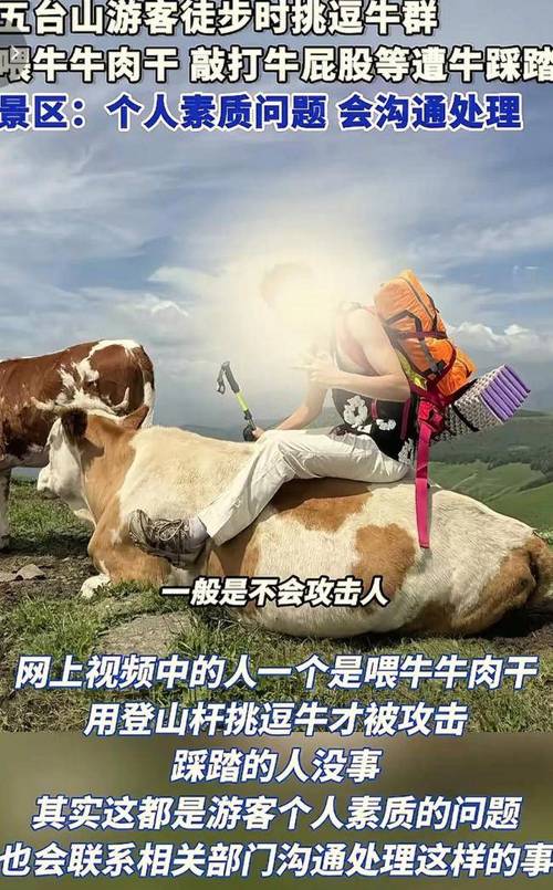被牛群圍攻游客稱為護狗被撞