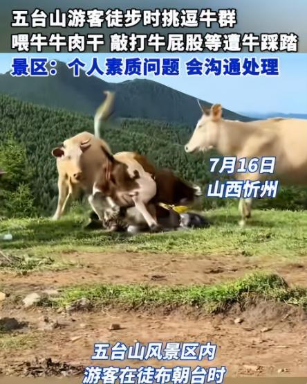 被牛群圍攻游客稱為護狗被撞