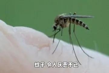 全球最大蚊子工廠在巴西建成