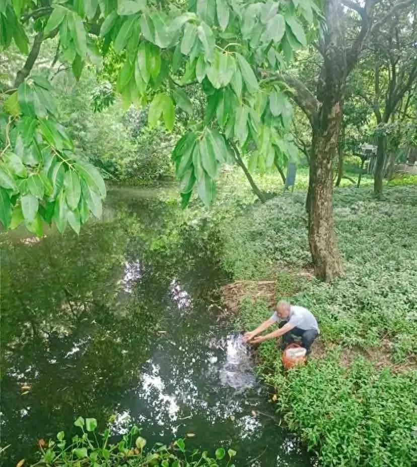 佛山投數(shù)千滅蚊魚 1條1天滅蚊438只