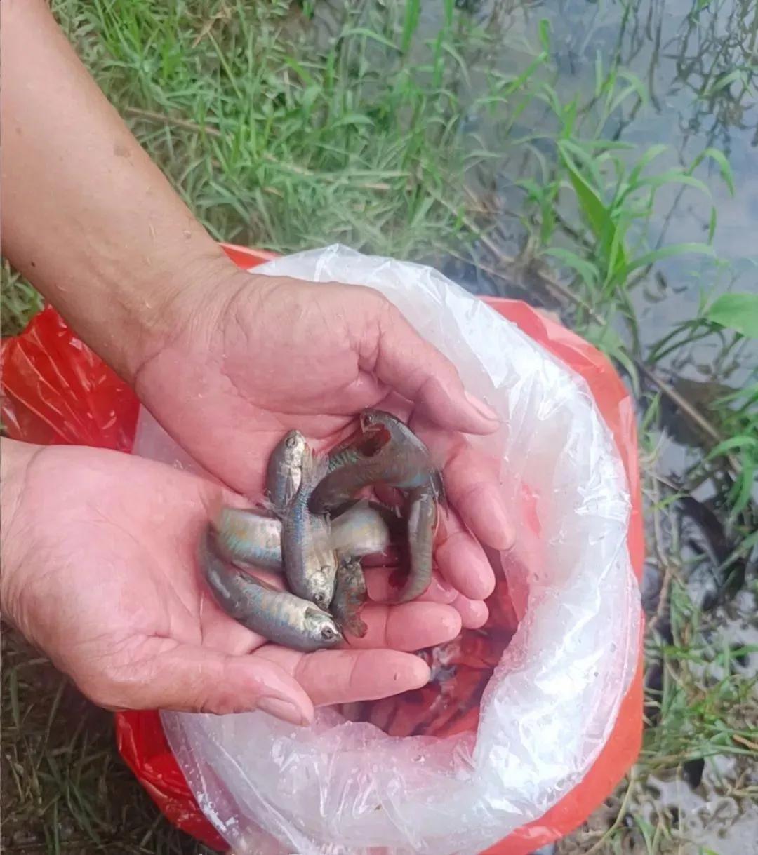 佛山投數(shù)千滅蚊魚 1條1天滅蚊438只
