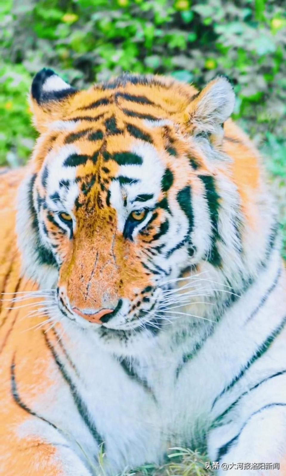 洛陽欒川竹海野生動物園月薪5萬招聘司機:需開車進虎山熊窩,帶游客直面獸王怒吼