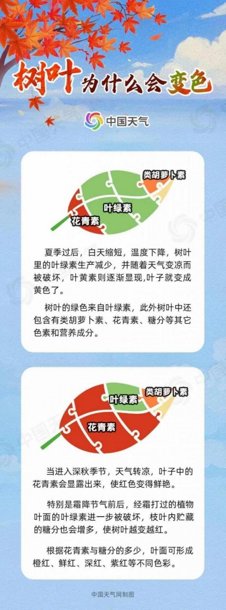 香山紅葉延緩變色,揭秘紅葉上妝的氣象密碼