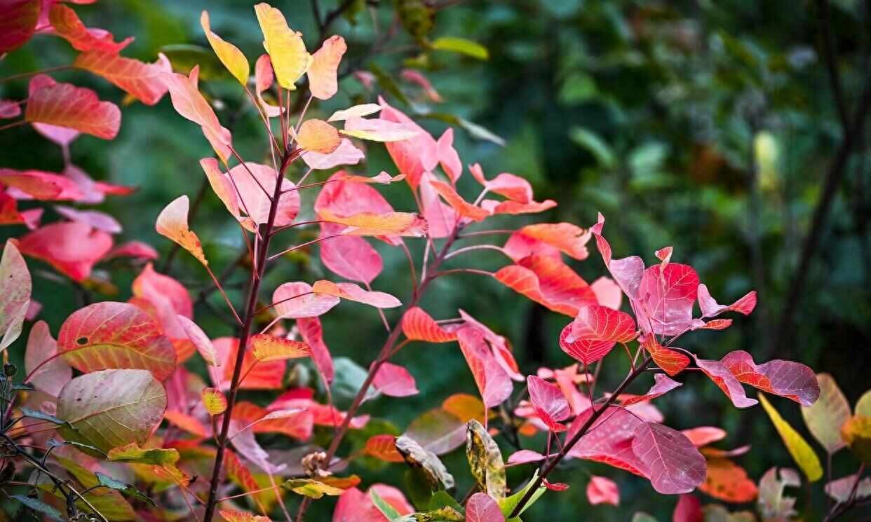 香山紅葉延緩變色,揭秘紅葉上妝的氣象密碼
